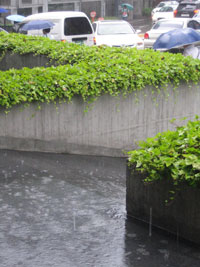 2008_07_25_regenzeit_04