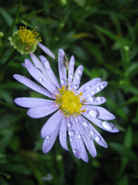 2008_07_26_tapgol_park_04