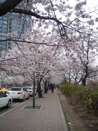 cherryblossom_01