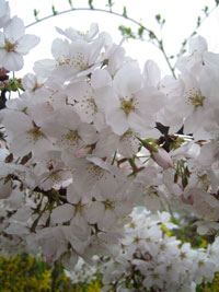 cherryblossom_02