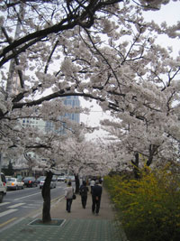 cherryblossom_03