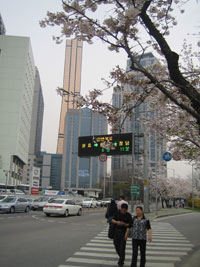 cherryblossom_04