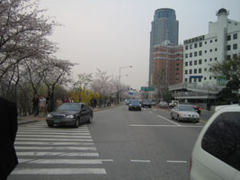 cherryblossom_05