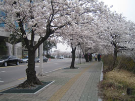 cherryblossom_06