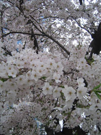 cherryblossom_07