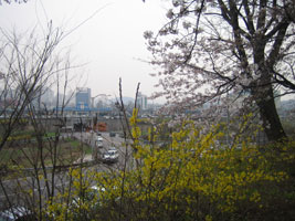cherryblossom_08