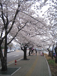 cherryblossom_09