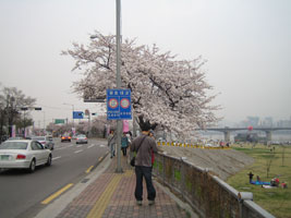 cherryblossom_10