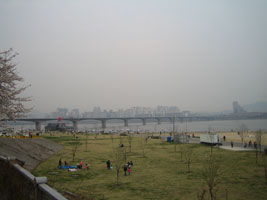 cherryblossom_12
