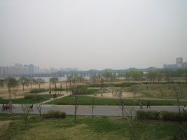 cherryblossom_13